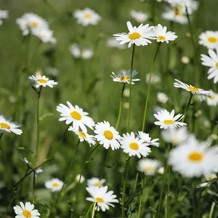 Garni Tyrol - Adults Only Meran