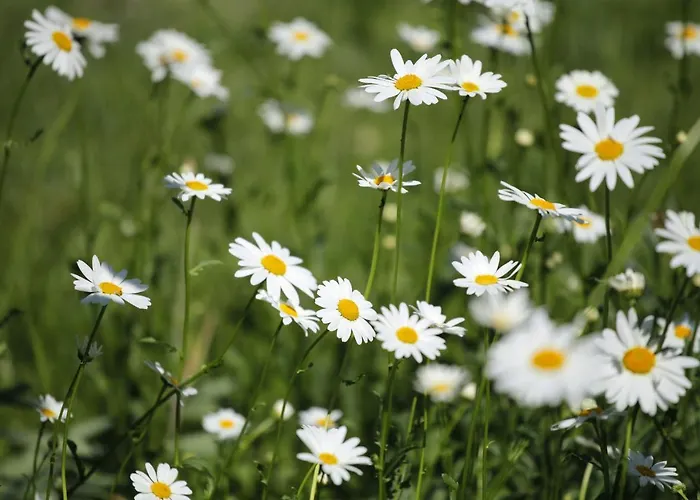 Garni Tyrol - Adults Only Merano